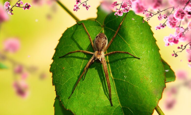Arachnophobie Angst vor Spinnen