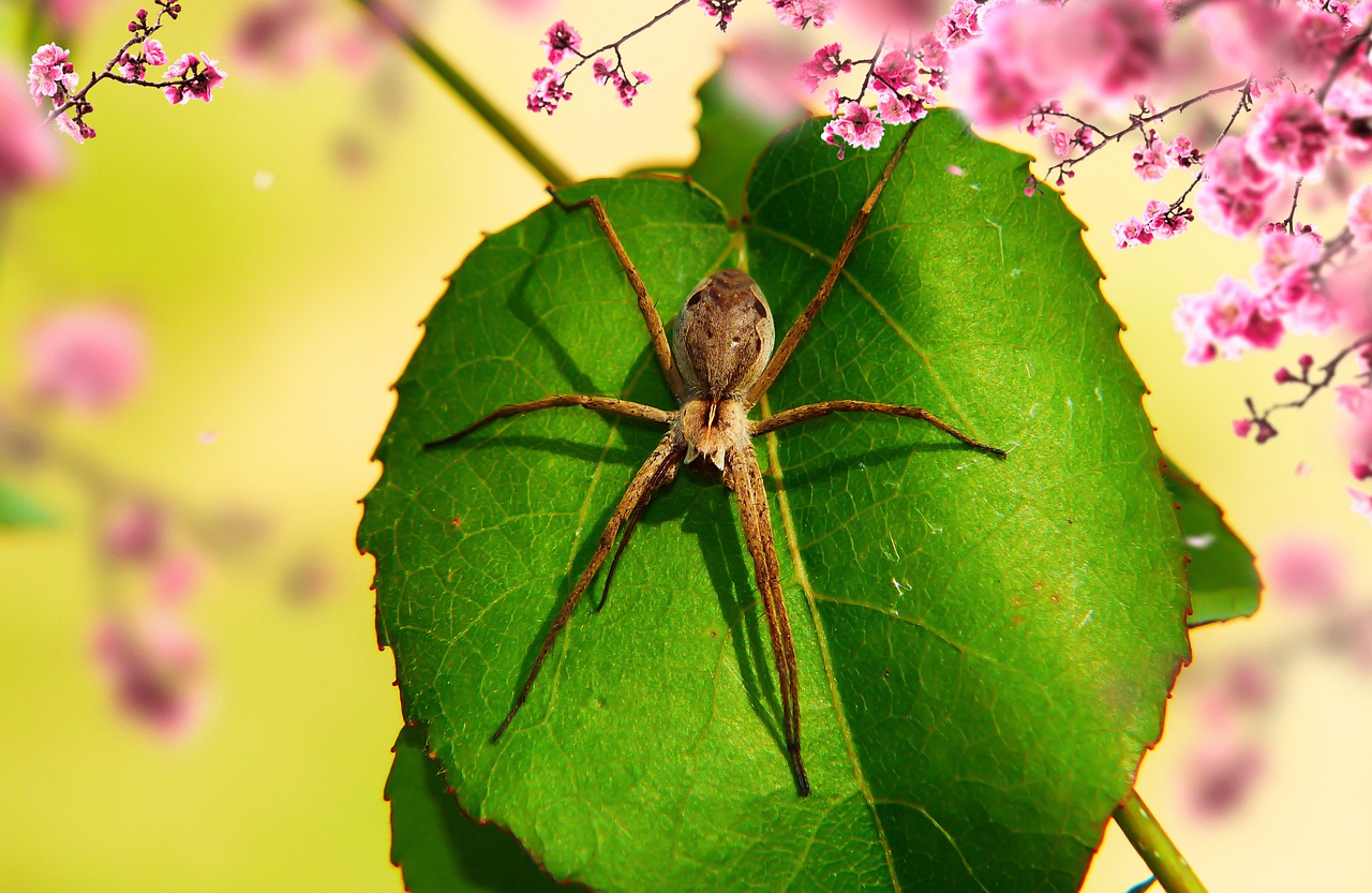 Arachnophobie: Die Angst vor Spinnen