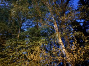 Waldbaden: Eine Therapie für die Seele, den Geist und den Körper