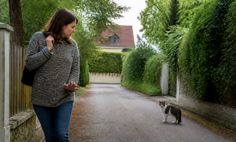 Seriöses Beitragsbild zur Angst vor Katzen